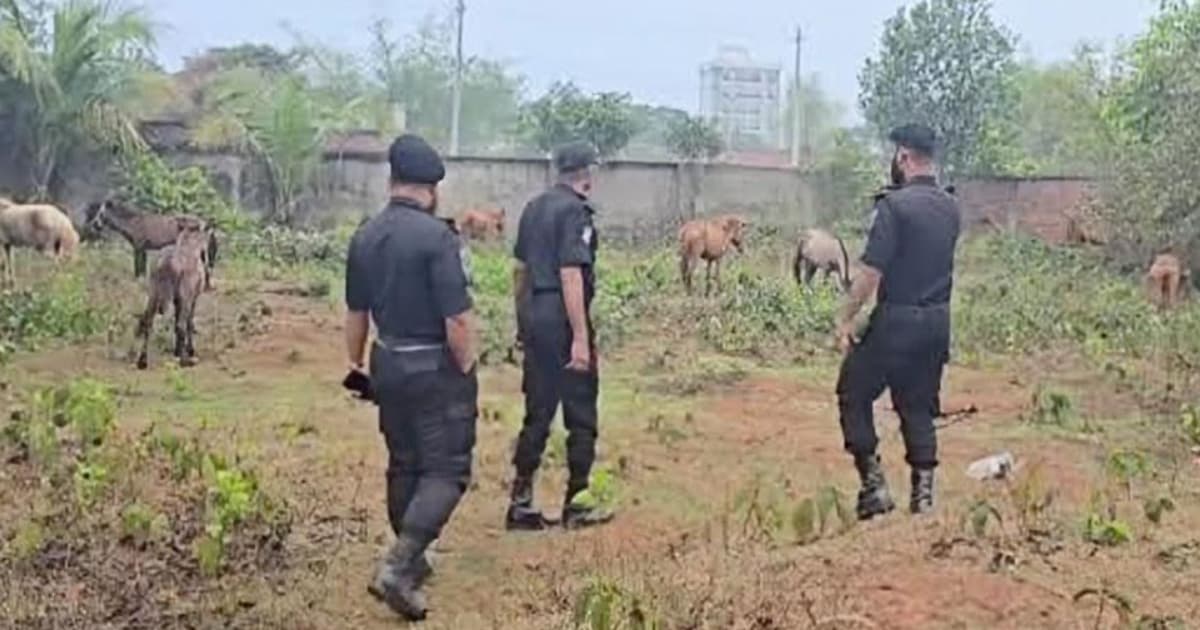 রূপগঞ্জে গরুর নামে ঘোড়ার মাংস বিক্রি, জবাই করা ৯টি ঘোড়া উদ্ধার