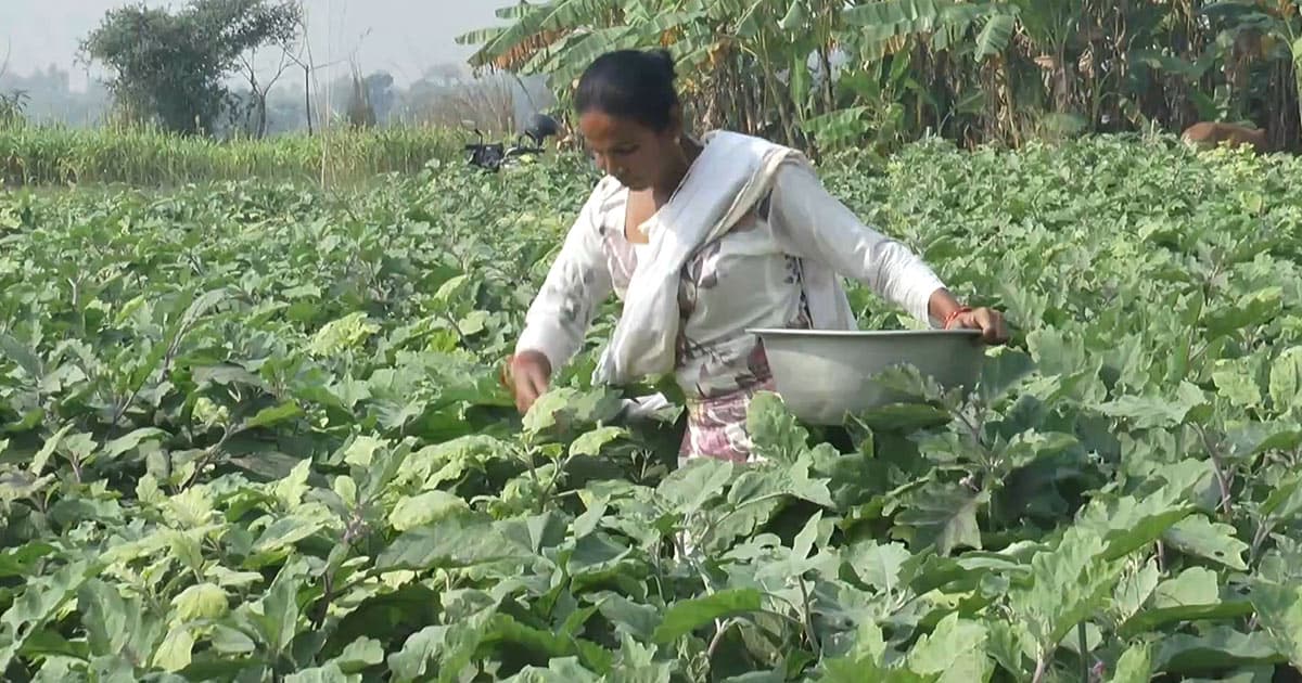 মকিমপুর চরের মেহেরুনের নতুন জীবন