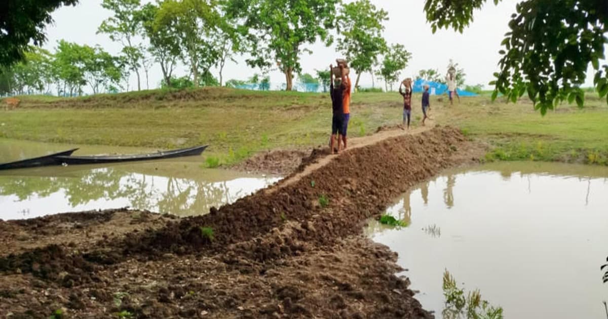 হাওরের ফসল বাঁচাতে বাঁধ দিচ্ছেন কৃষকরা