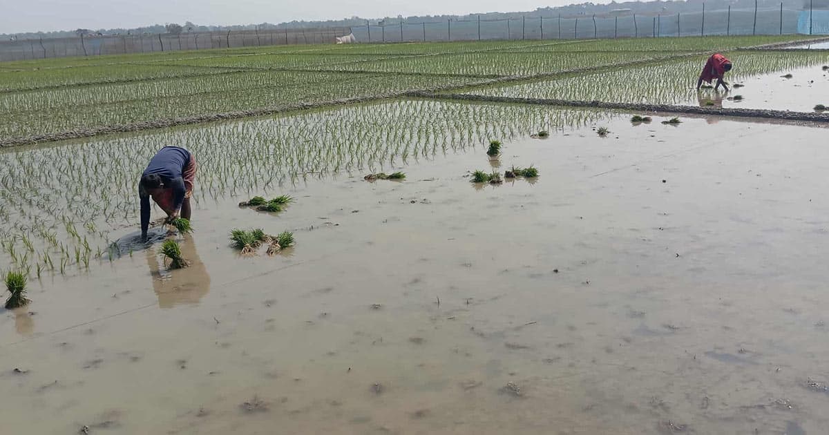 শ্যামনগরে বেড়েছে বোরো আবাদ