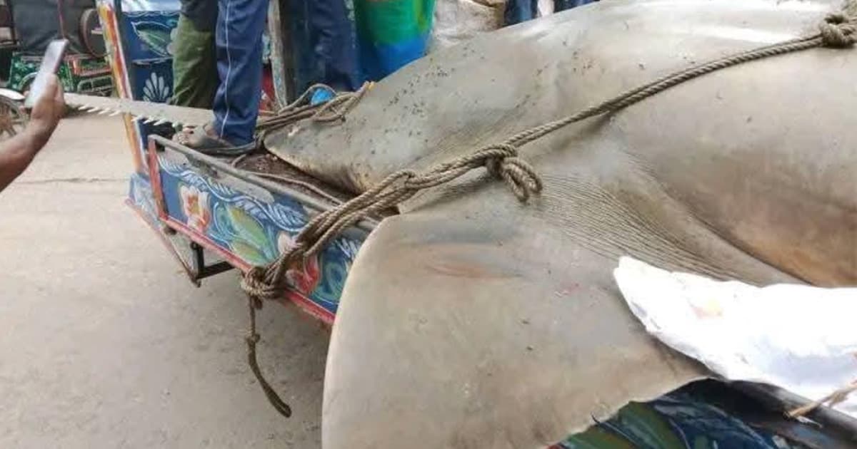 কাঁঠালিয়ায় ২৫ মণের করাতি মাছ আড়াই লাখে বিক্রি