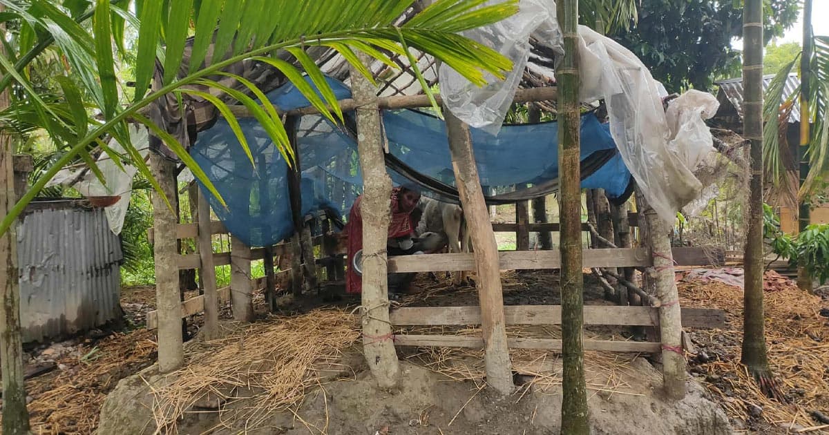 শরণখোলায় কৃষকের গরু চুরি, ম্লান ঈদ আনন্দ