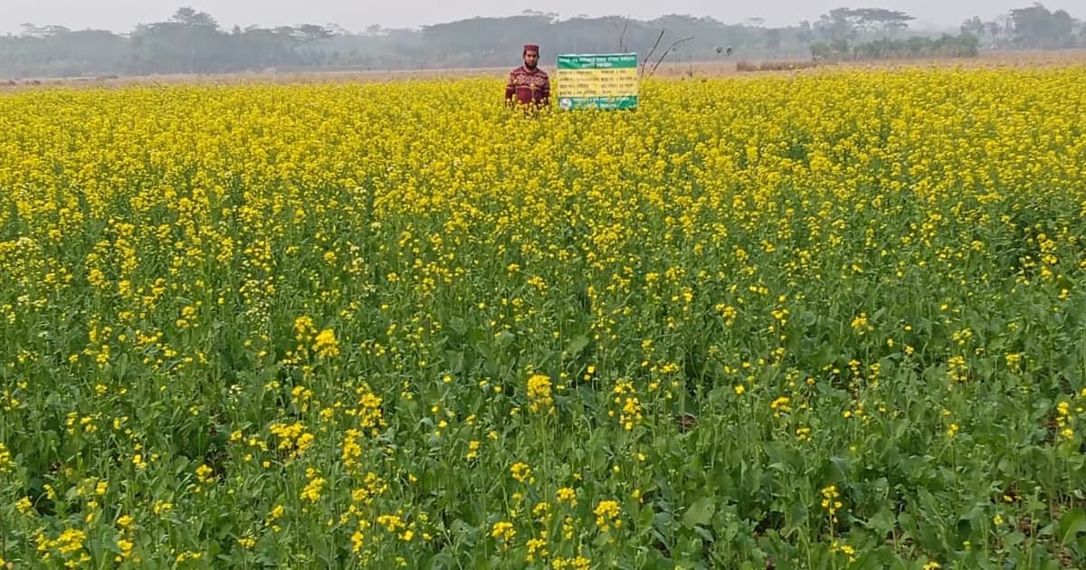 কাউখালীতে সরিষার বাম্পার ফলনে কৃষকদের মুখে হাসি