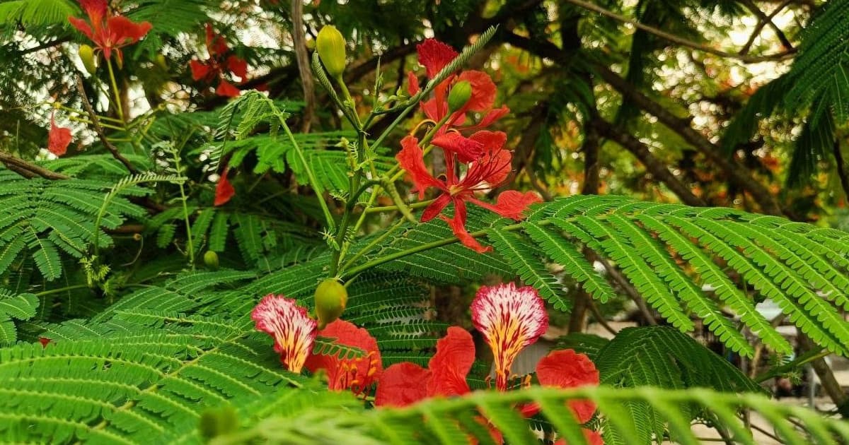 ঈশ্বরদীতে কৃষ্ণচূড়ার রক্তিম মেলা