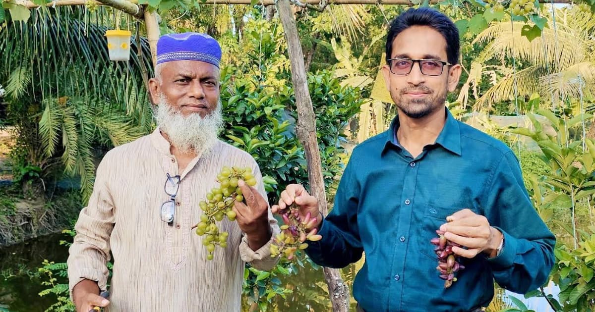 দশমিনায় আকরামের স্বপ্ন আঙুর বাগানে, কৃষিতে নতুন সম্ভাবনা