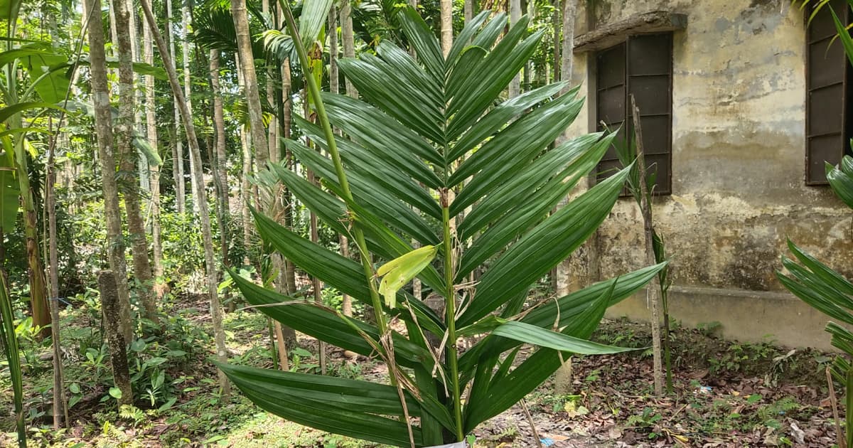কমিউনিটি ক্লিনিকের জমি দখলের অভিযোগ জামায়াত নেতার বিরুদ্ধে