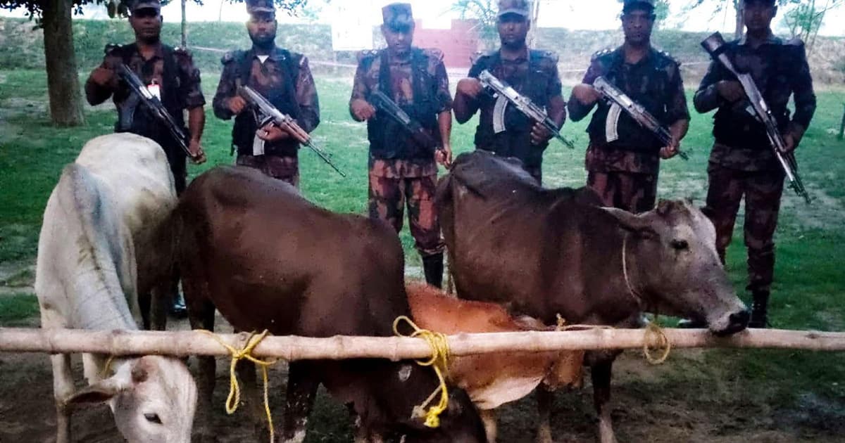 চাঁপাইনবাবগঞ্জ সীমান্তে বিজিবির অভিযানে ৪টি ভারতীয় গরু জব্দ