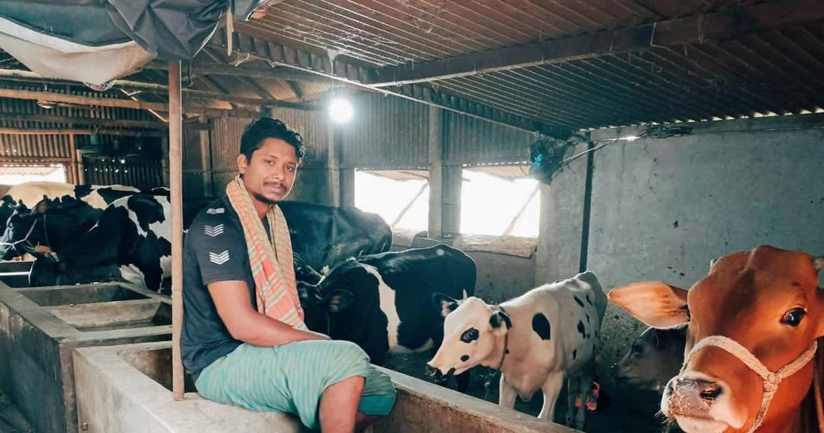 কোরবানী ঈদকে সামনে রেখে ঝালকাঠির খামারিরা ব্যাস্ত পশু প্রস্তুতে