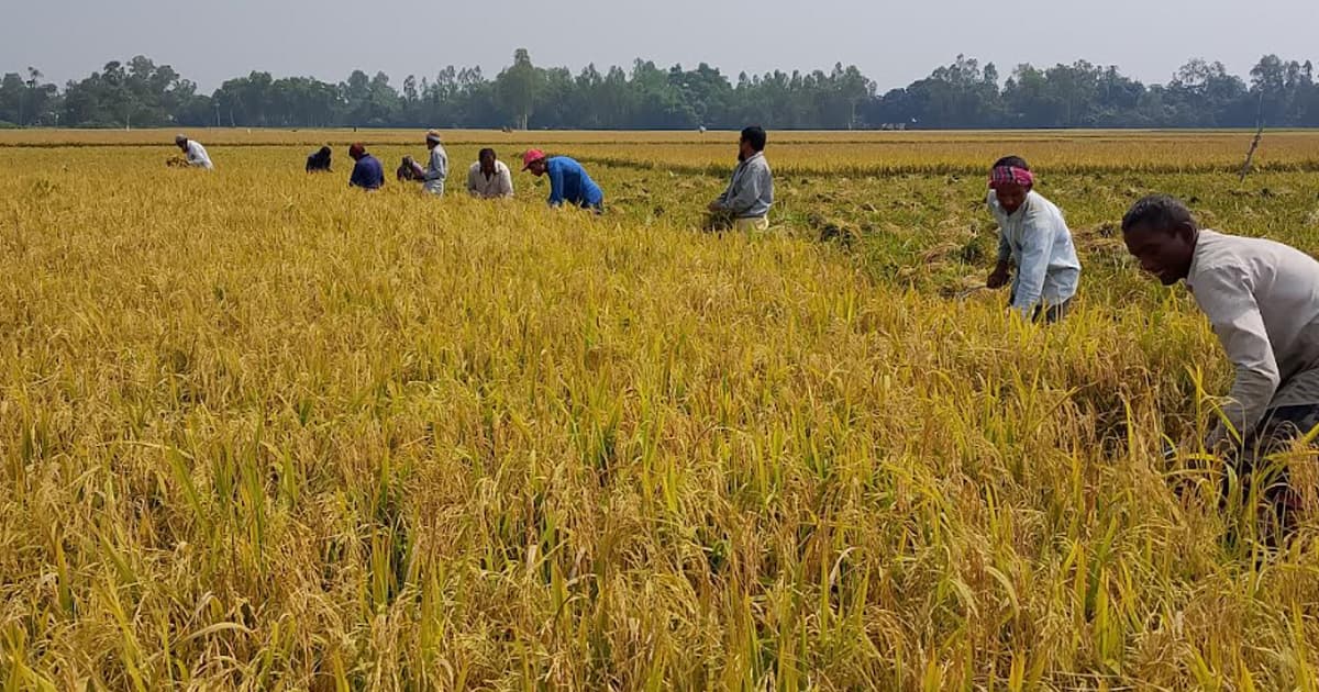 বাম্পার ফলনেও নেই স্বস্তি, ধানের দাম কমে দিশেহারা কৃষক