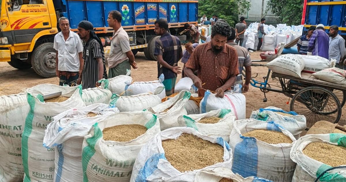 ধানের বাজারে ধস, রাজশাহীর চাষিদের মাথায় হাত
