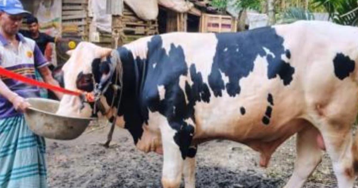 পিরোজপুরের হাট কাঁপাবে ৭০০ কেজির জমিদার