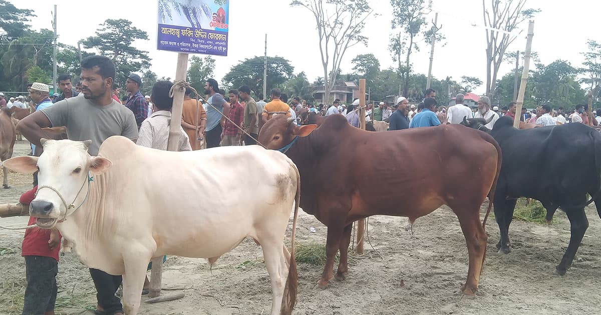 বরগুনার ছোট ও মাঝারি গরুর চাহিদা বেশি, বড় গরুর ক্রেতা কম