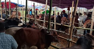 বরিশালে কোরবানির হাটে ভিড়