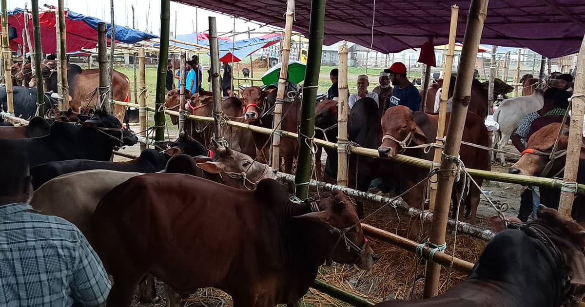 বরিশালে কোরবানির হাটে ভিড়