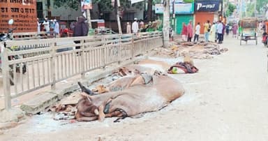 ন্যায্য মূল্য না পেয়ে সড়কেই চামড়া ফেলে গেলেন ব্যবসায়ীরা