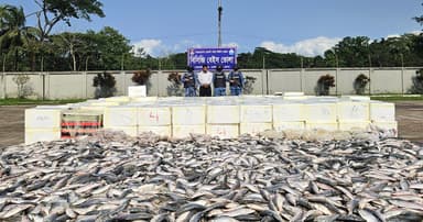 ভোলায় কোস্ট গার্ডের অভিযানে ইলিশ মাছ জব্দ