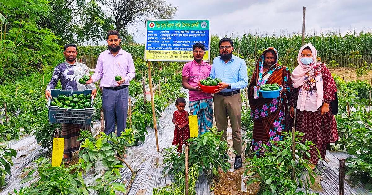 বীরগঞ্জের ক্যাপসিকাম এখন রাজধানীর বাজারে