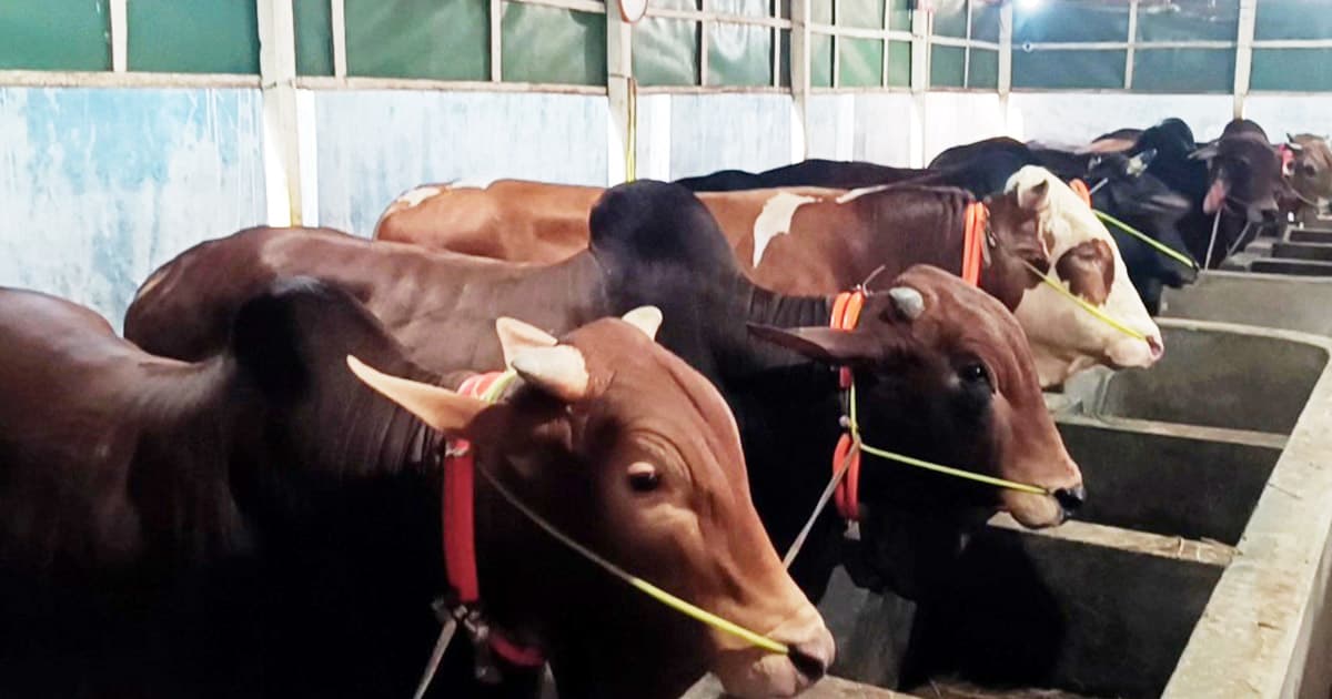 কুমিল্লায় কোরবানির জন্য প্রস্তুত ২ লাখ ৫৯ হাজার পশু