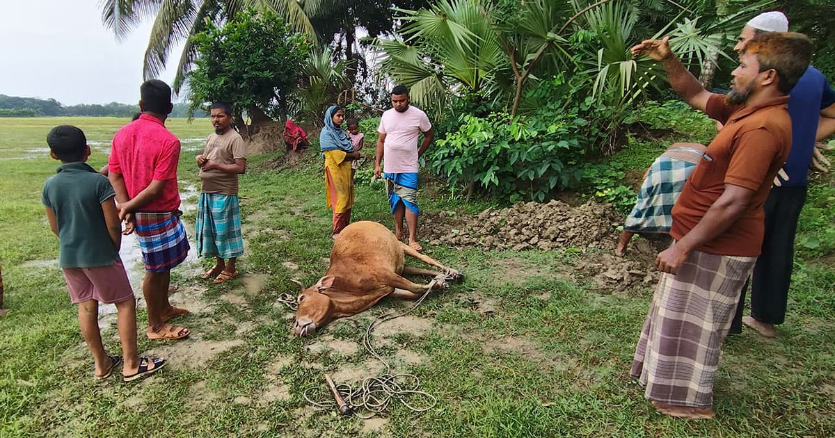 দশমিনায় বজ্রপাতে গাভির মৃত্যু
