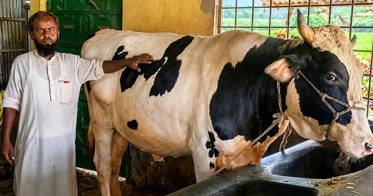 কুরবানির হাটে বাজিমাত করতে প্রস্তুত মনিরুলের ‘বাদশা’