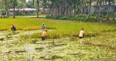 টানা বৃষ্টিতে প্লাবিত নিম্নাঞ্চল, হাঁটু পানিতে ধান কাটছেন কৃষক