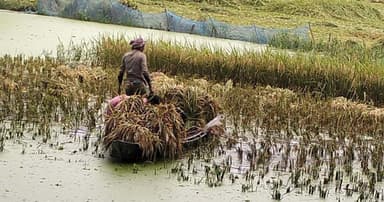কোটালীপাড়ায় ধান কাটায় ধীরগতি, দুশ্চিন্তায় কৃষক