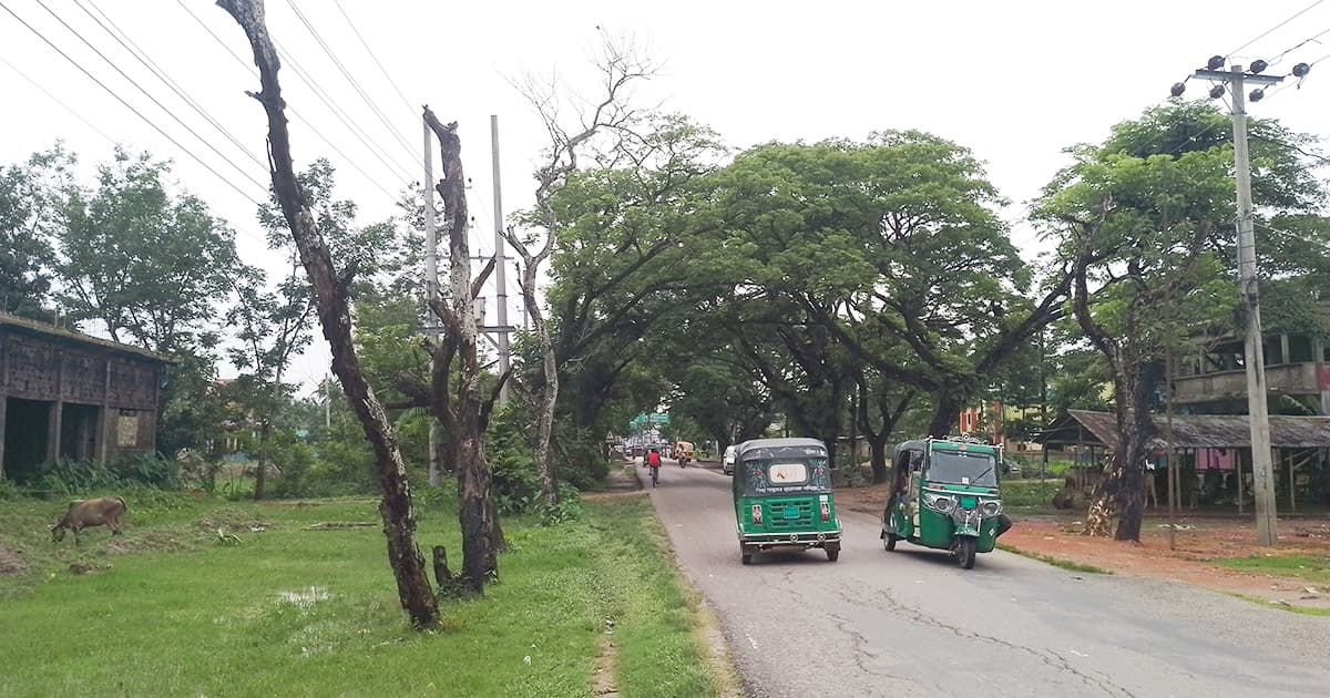 সড়কের পাশের মরা গাছ যেন মরণ ফাঁদ!