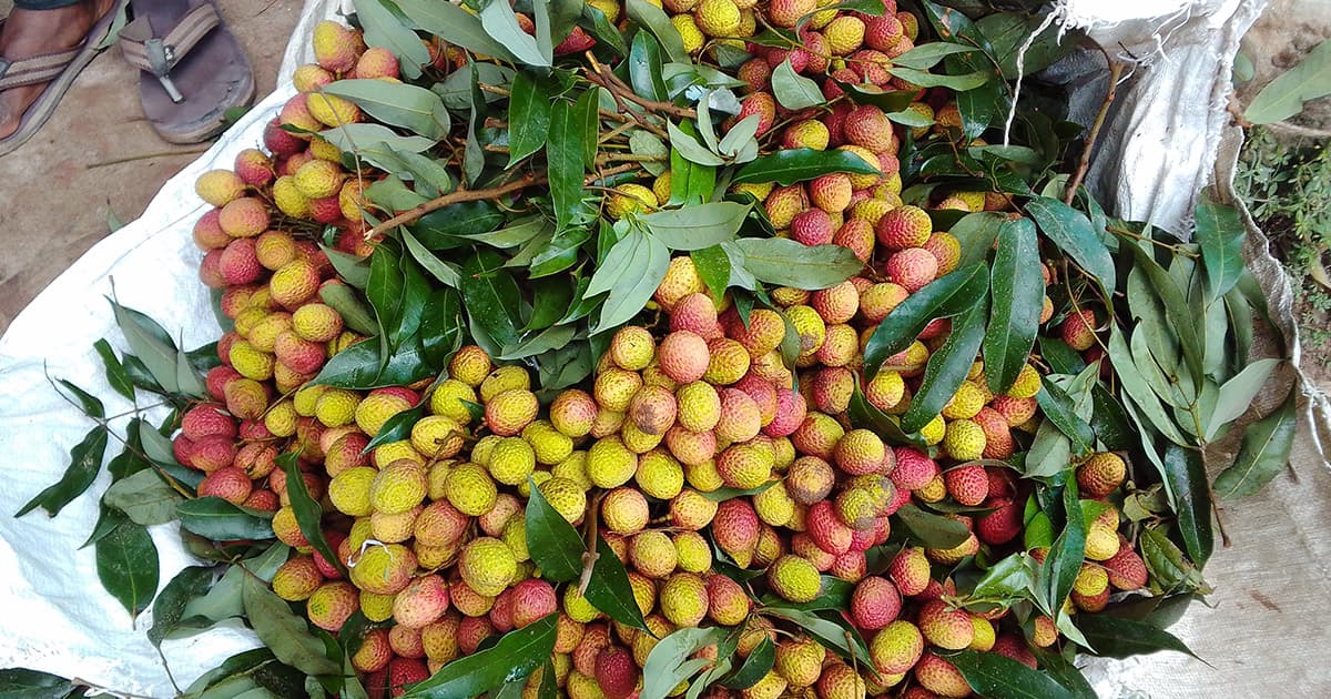 বিরামপুর বিক্রি হচ্ছে অপরিপক্ক লিচু!