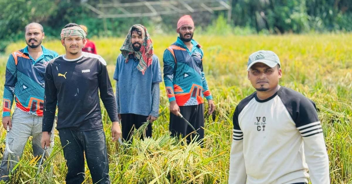 শ্রমিক সংকটে কৃষকের পাশে ছাত্রদল