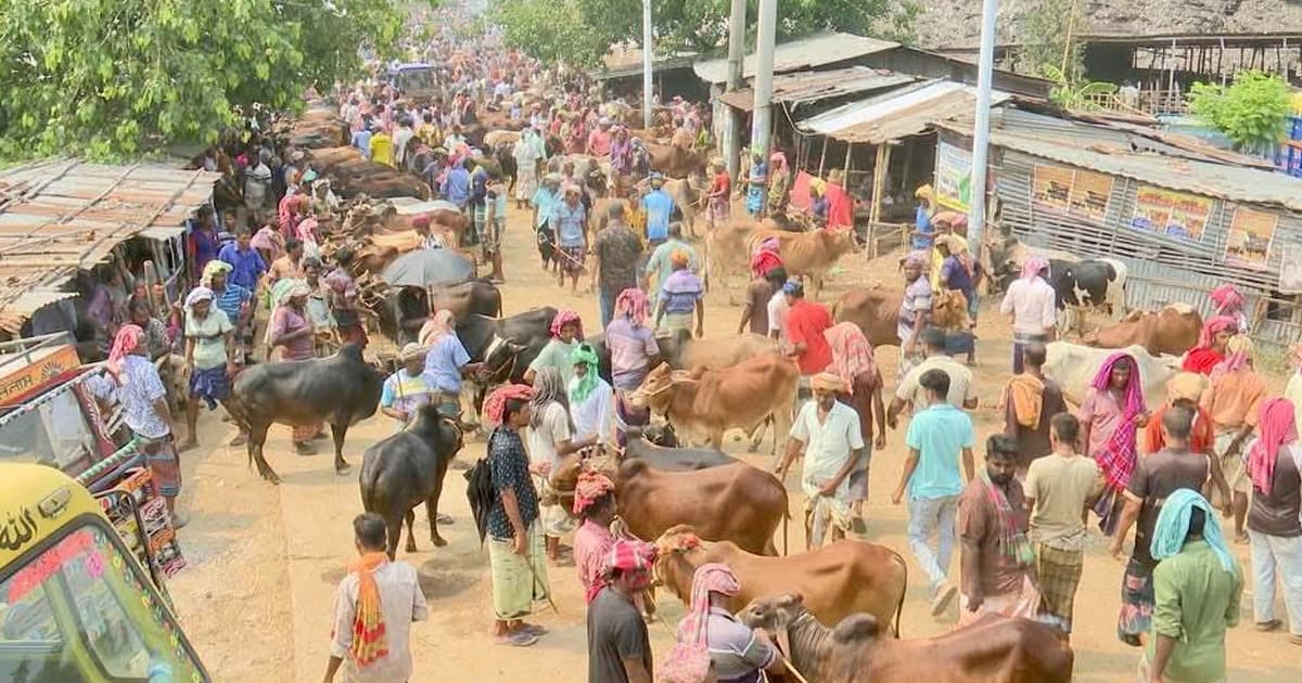 রাজশাহীতে জমে উঠেছে কোরবানির পশুর হাট