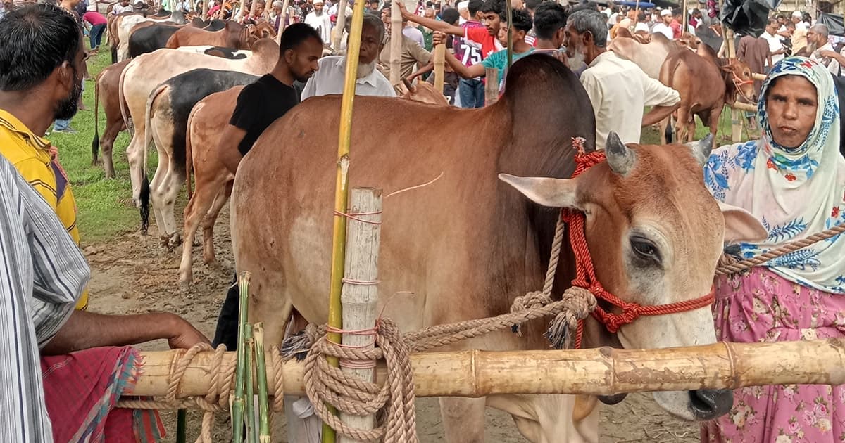 গ্রাম-গঞ্জে জমে ওঠেছে কোরবানির হাট