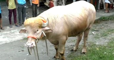 নারায়ণগঞ্জের ‘ডোনাল্ড ট্রাম্প’র গন্তব্য ঢাকা