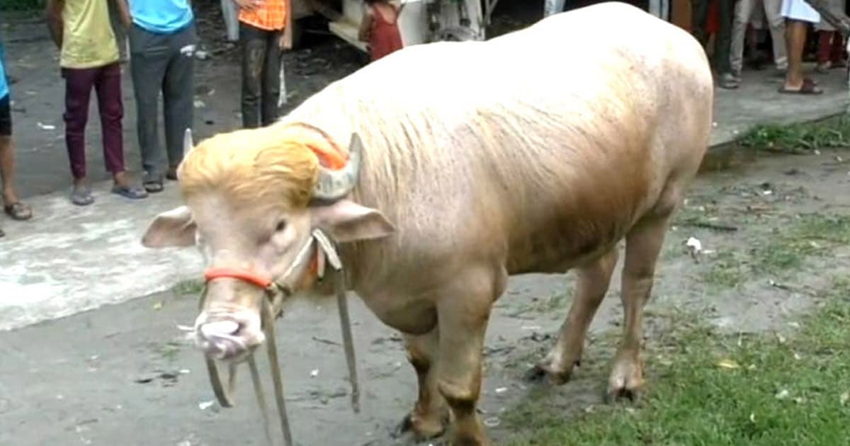 নারায়ণগঞ্জের ‘ডোনাল্ড ট্রাম্প’র গন্তব্য ঢাকা