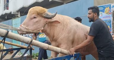 কোরবানি হচ্ছে না ‘ডোনাল্ড ট্রাম্প’র