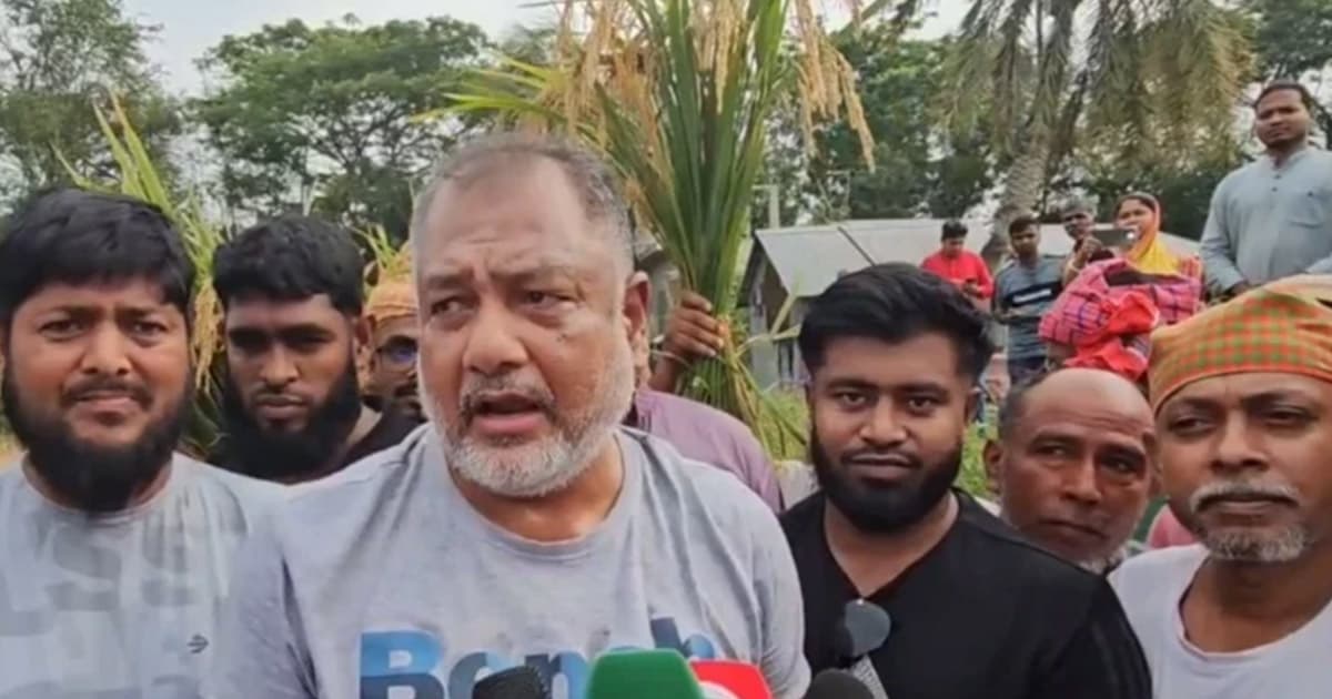 বিধবা নারীর ধান কেটে দিলেন এমপি জিলানী