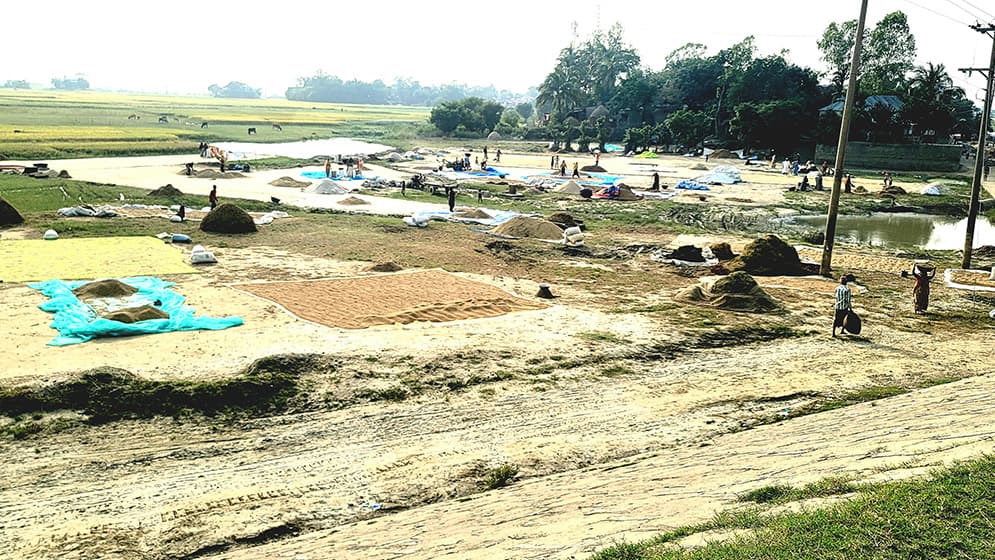 হাওরাঞ্চলে স্বস্তির রোদে ঘুরে দাড়ানোর চেষ্টা কৃষকদের