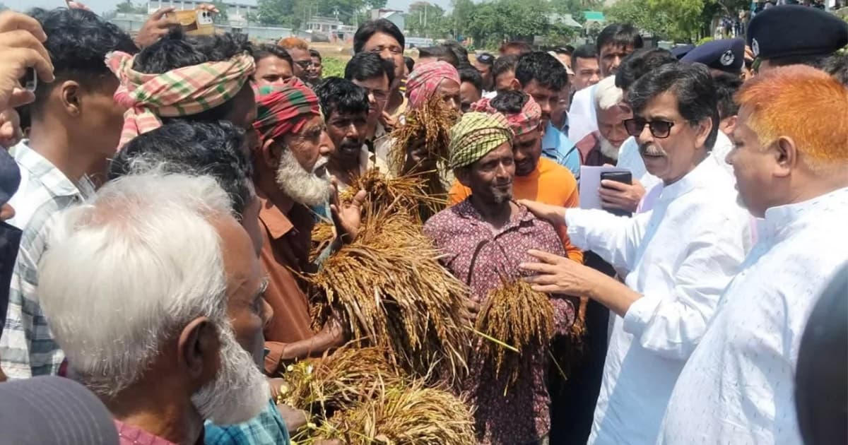 ব্রাহ্মণবাড়িয়ায় হাওর পরিদর্শন করলেন কৃষিমন্ত্রী
