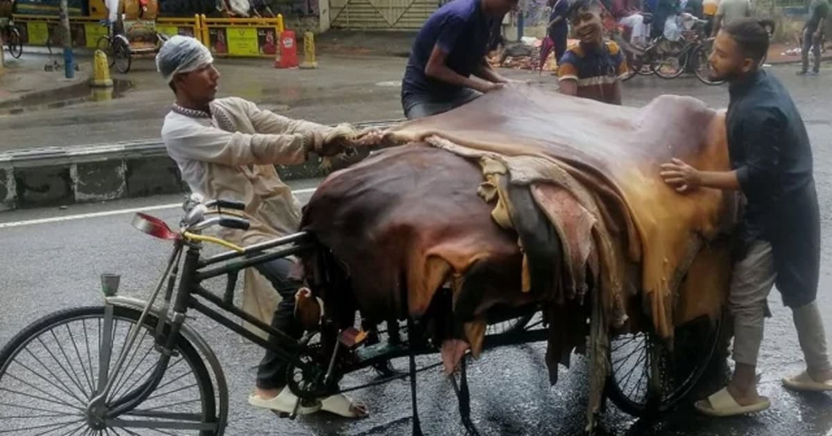 কোরবানির পশুর চামড়ার দাম নির্ধারণ করলো সরকার
