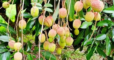 দিনাজপুরের লিচু নামছে এক সপ্তাহের মধ্যে