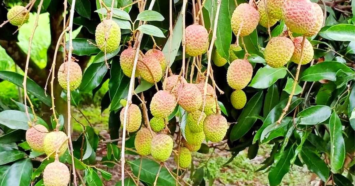 দিনাজপুরের লিচু নামছে এক সপ্তাহের মধ্যে