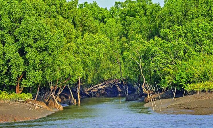 ৩ মাস বন্ধ থাকছে সুন্দরবন