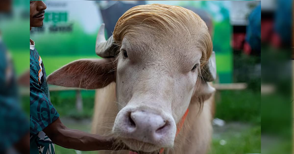 ‘ডোনাল্ড ট্রাম্প’ কোরবানি হচ্ছে বাংলাদেশে