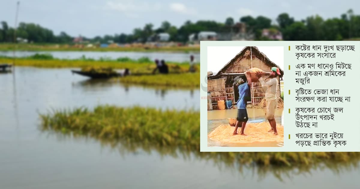 ধানের হাটে আরো অসহায় কৃষক
