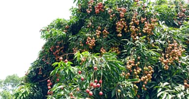 হাজরাপুরি লিচুর বাম্পার ফলনে হাসছে মাগুরা