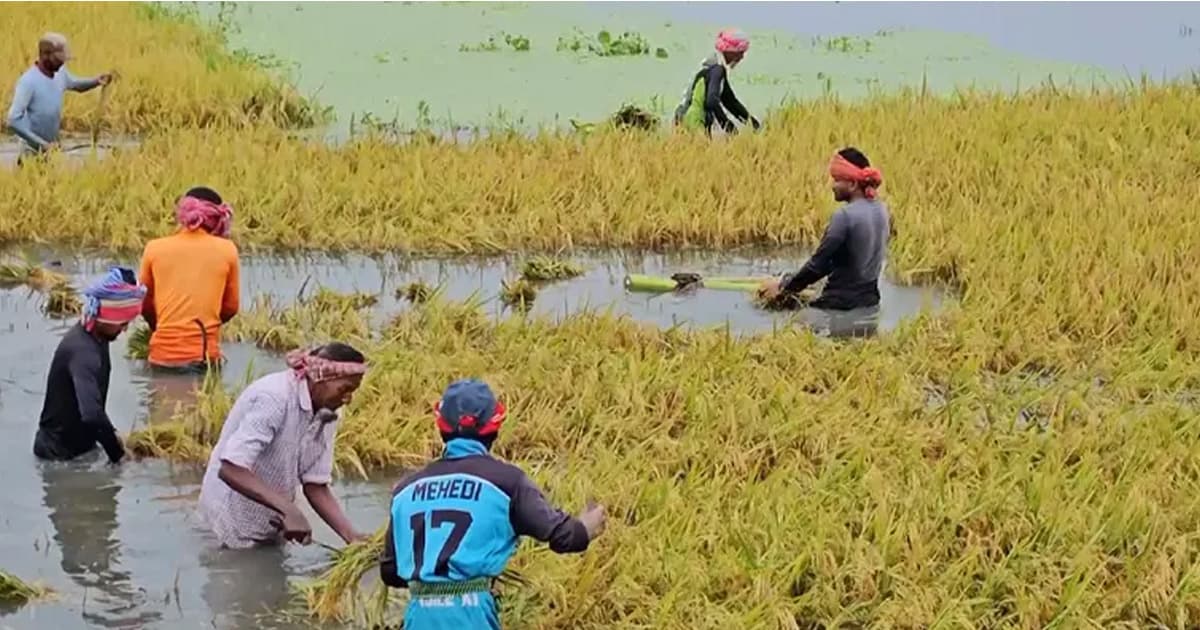 হাওরের পানির নিচে ধান, কৃষকের আহাজারি