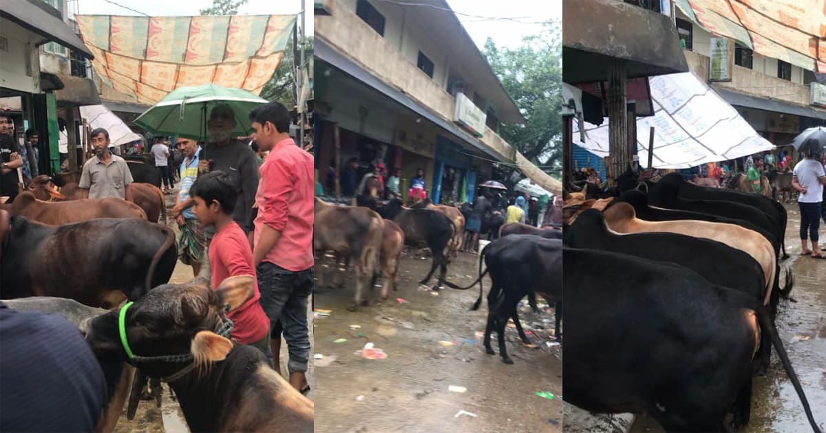 ছাতকে অবৈধ পশুর হাট, রাজস্ব হারাচ্ছে সরকার