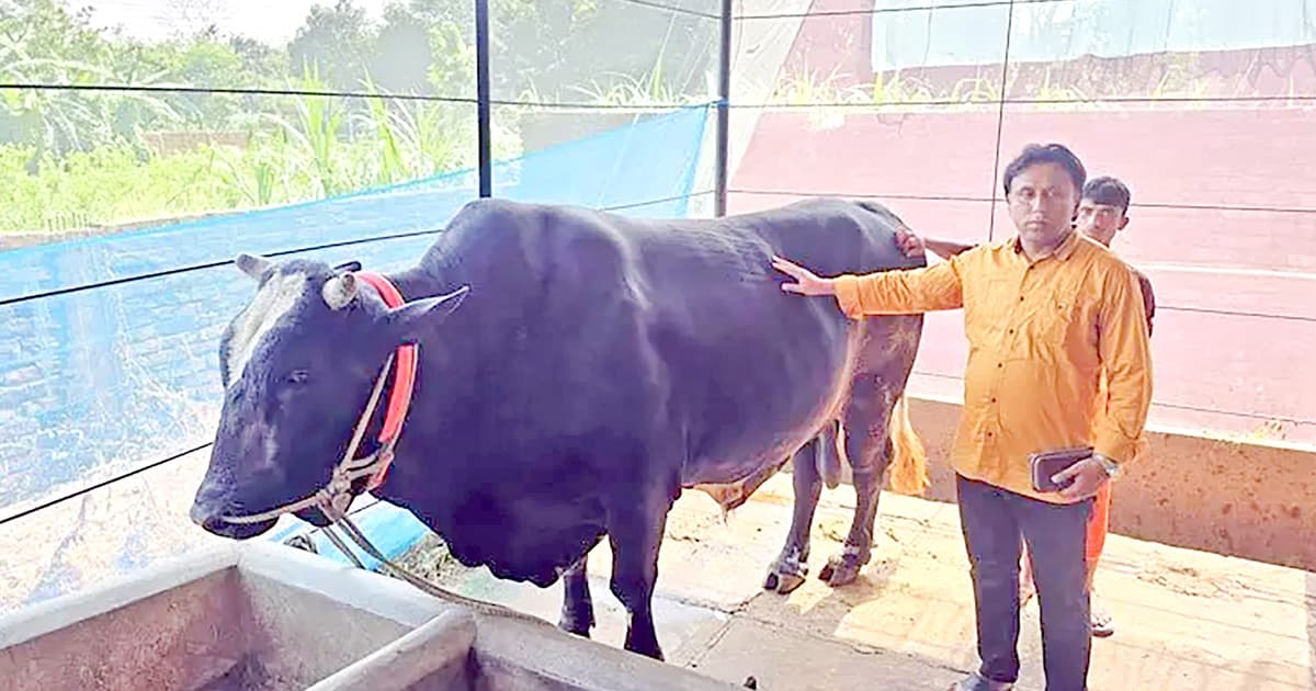 গরু কিনলে খাসি ফ্রি!