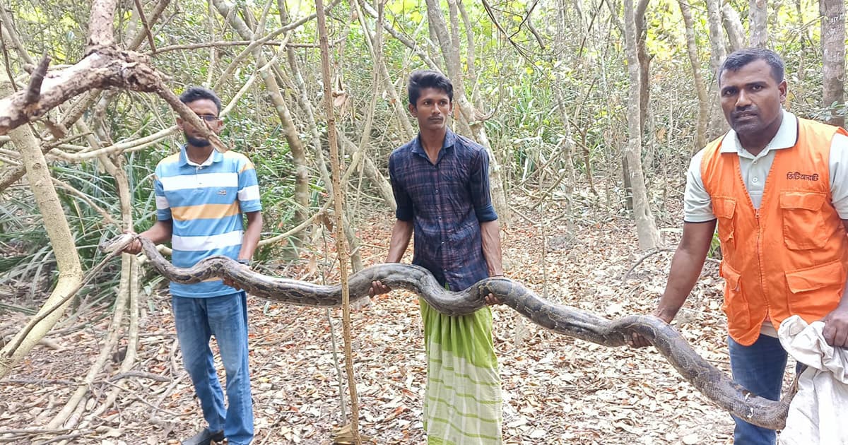শরণখোলায় অজগর উদ্ধার, সুন্দরবনে অবমুক্ত