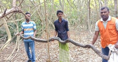 শরণখোলায় অজগর উদ্ধার, সুন্দরবনে অবমুক্ত