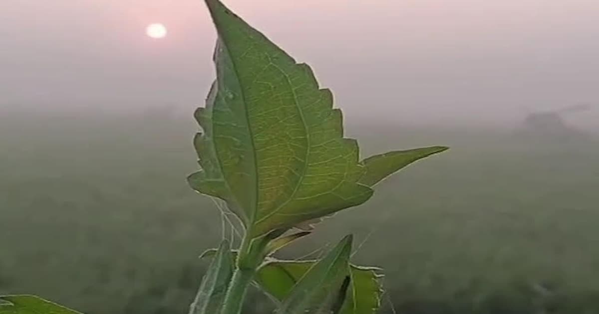 কার্তিকের শুরুতেই শীতের ছোঁয়া, কুয়াশায় ঢাকা চলনবিল